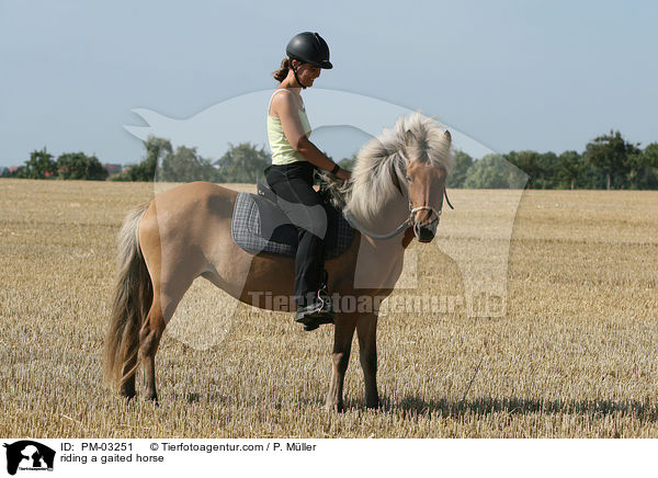 Gangpferdereiten / riding a gaited horse / PM-03251