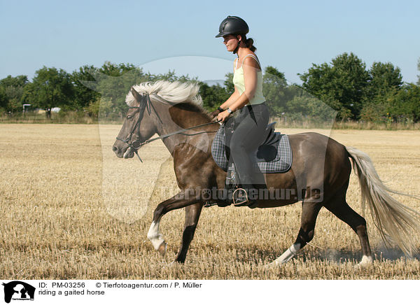 Gangpferdereiten / riding a gaited horse / PM-03256