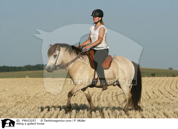 Gangpferdereiten / riding a gaited horse / PM-03257