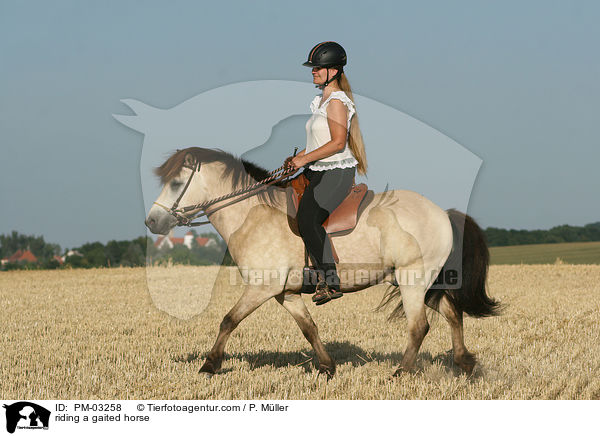 Gangpferdereiten / riding a gaited horse / PM-03258