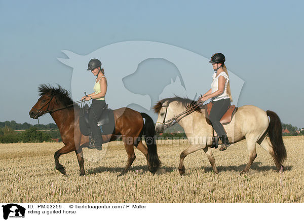 Gangpferdereiten / riding a gaited horse / PM-03259