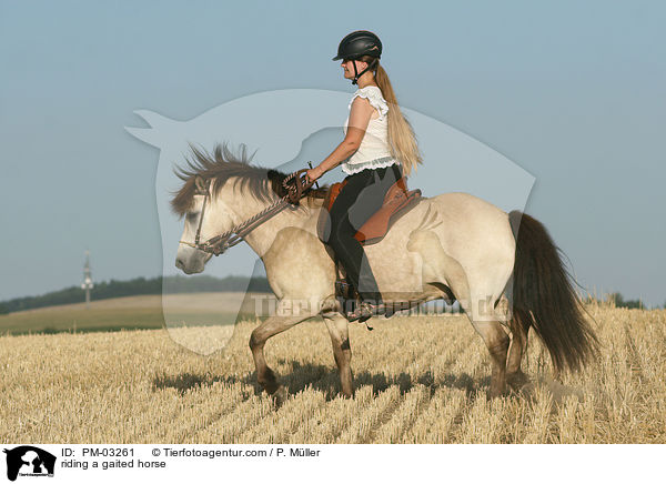 Gangpferdereiten / riding a gaited horse / PM-03261