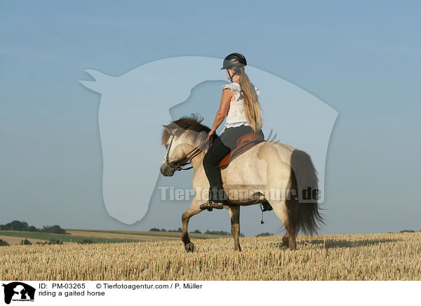 Gangpferdereiten / riding a gaited horse / PM-03265
