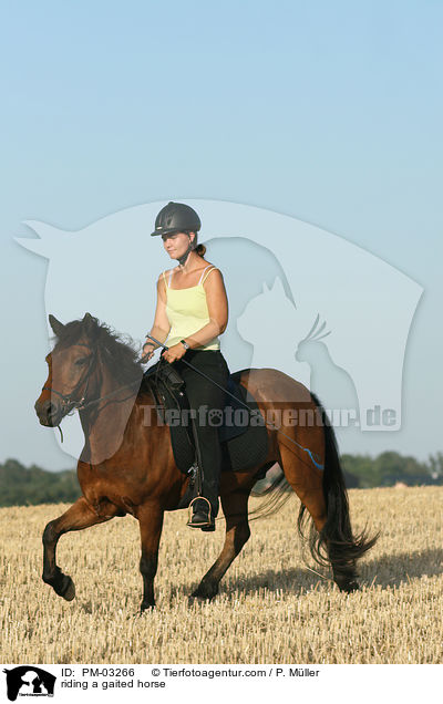Gangpferdereiten / riding a gaited horse / PM-03266
