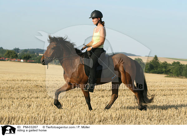 Gangpferdereiten / riding a gaited horse / PM-03267