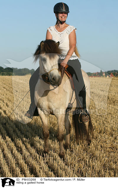 Gangpferdereiten / riding a gaited horse / PM-03268