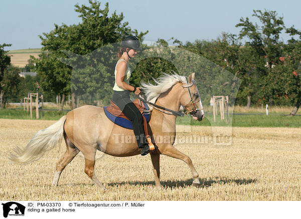 riding a gaited horse / PM-03370