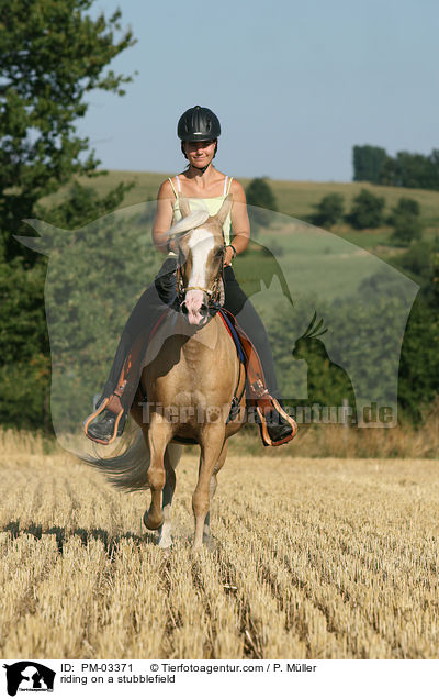Gangpferdereiten / riding on a stubblefield / PM-03371
