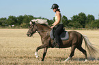 riding a gaited horse