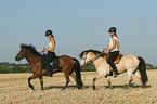 riding a gaited horse