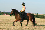 riding a gaited horse