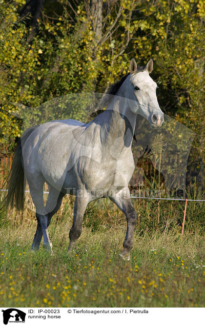 trabendes Warmblut / running horse / IP-00023
