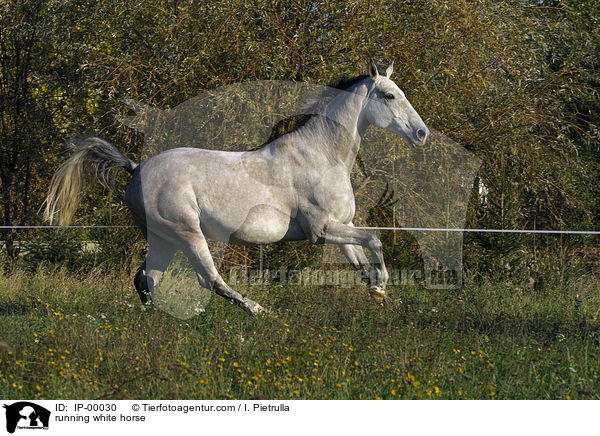 galoppierender Schimmel / running white horse / IP-00030
