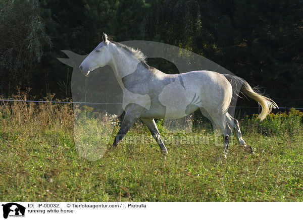 galoppierender Schimmel / running white horse / IP-00032
