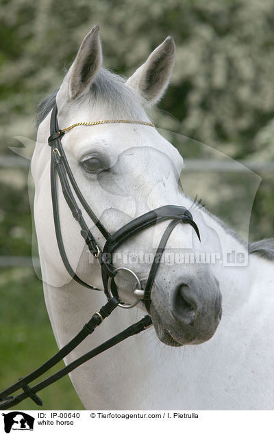 Portrait eines Schimmels / white horse / IP-00640