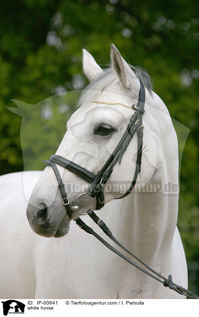 Portrait eines Schimmels / white horse / IP-00641