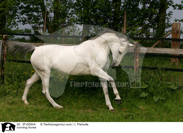 Schimmel im Galopp / running horse / IP-00644