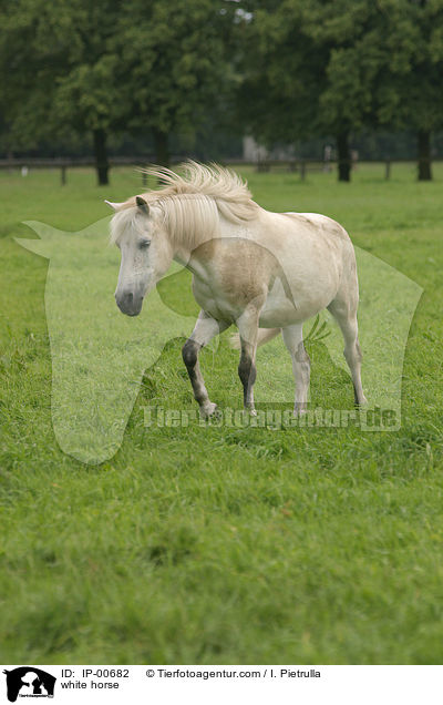 Schimmel auf der Weide / white horse / IP-00682