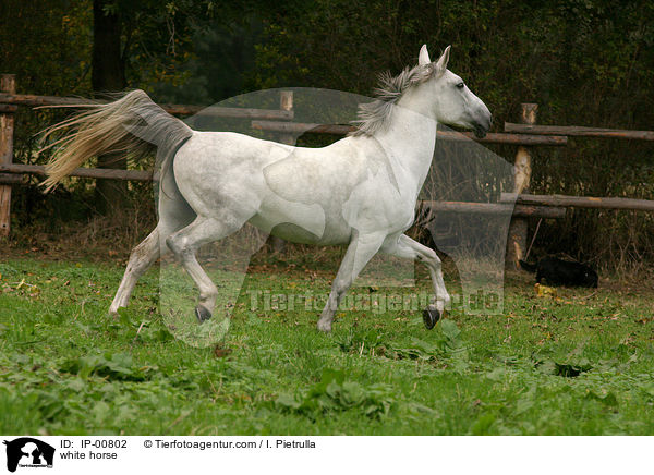 trabender Schimmel / white horse / IP-00802