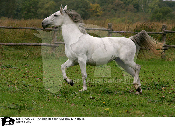 trabender Schimmel / white horse / IP-00803