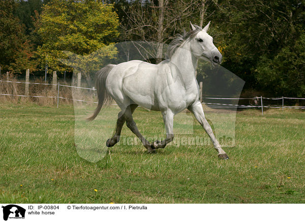 white horse / IP-00804