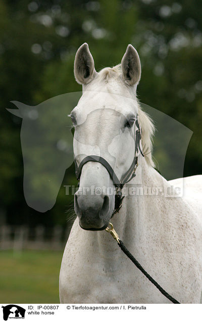 Schimmel im Portrait / white horse / IP-00807