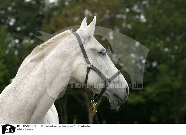Schimmel im Portrait / white horse / IP-00809