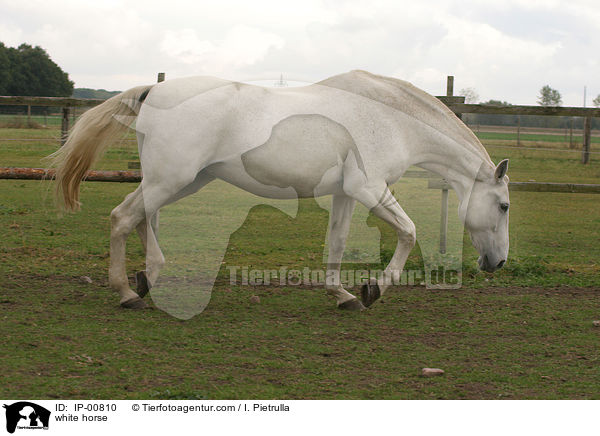 trabender Schimmel / white horse / IP-00810