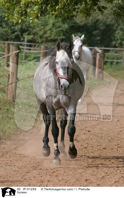 Pferde / horses / IP-01259