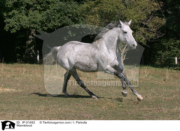 Warmblood / IP-01692
