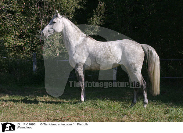Warmblood / IP-01693