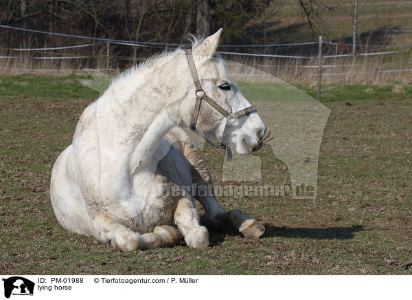 liegendes Pferd / lying horse / PM-01988
