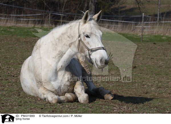 liegendes Pferd / lying horse / PM-01989