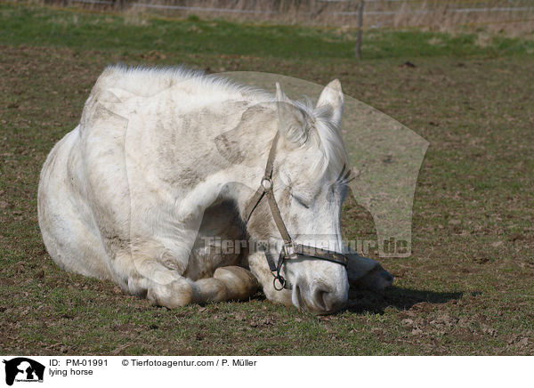 liegendes Pferd / lying horse / PM-01991