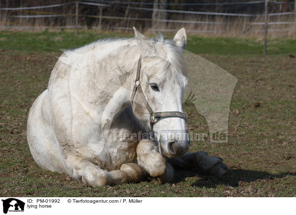 liegendes Pferd / lying horse / PM-01992