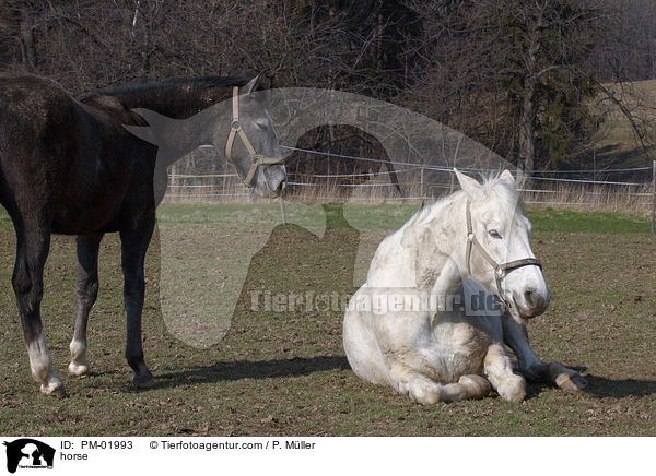 Pferd / horse / PM-01993