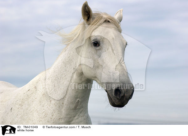 white horse / TM-01049