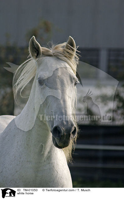 white horse / TM-01050