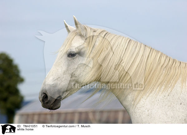white horse / TM-01051