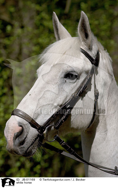 Schimmel Portrait / white horse / JB-01169