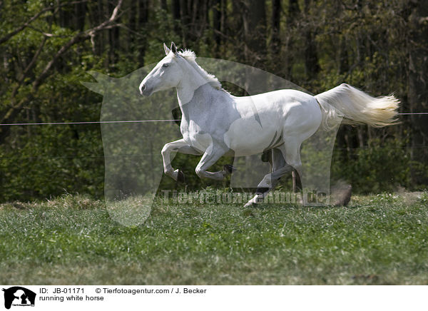 rennender Schimmel / running white horse / JB-01171