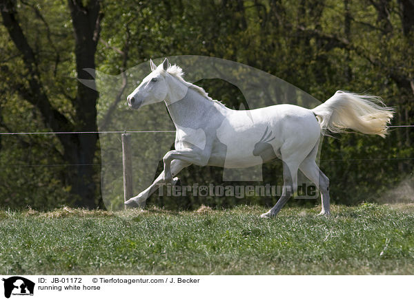 rennender Schimmel / running white horse / JB-01172