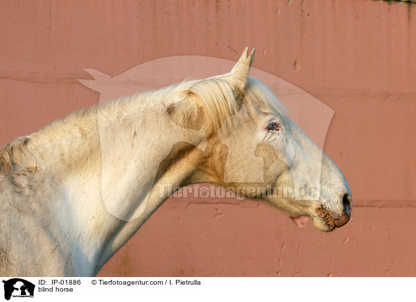 blindes Pferd / blind horse / IP-01886