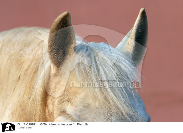 Pferdeohren / horse ears / IP-01887
