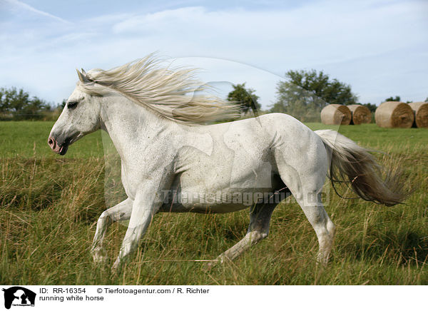 running white horse / RR-16354