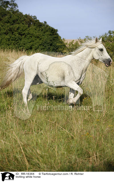 trabendes weies Pferd / trotting white horse / RR-16364