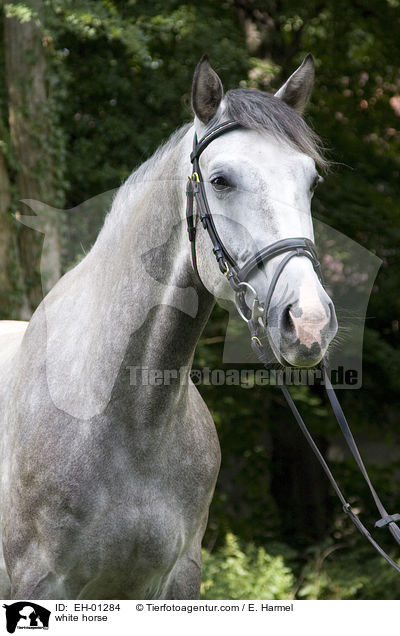 Schimmel / white horse / EH-01284