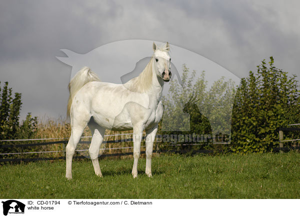 Schimmel / white horse / CD-01794