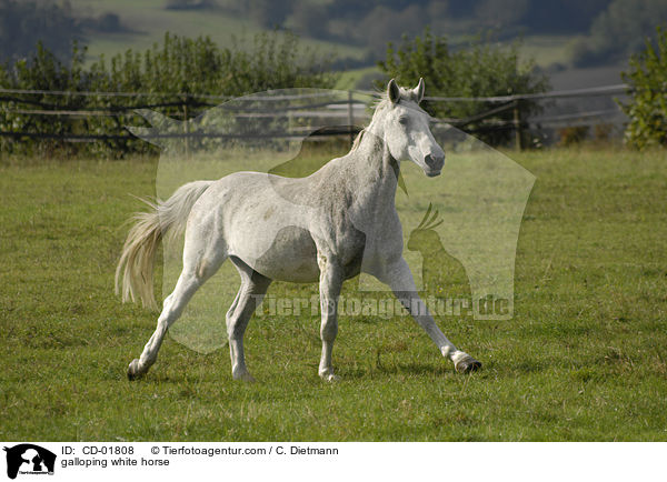 galoppierender Schimmel / galloping white horse / CD-01808