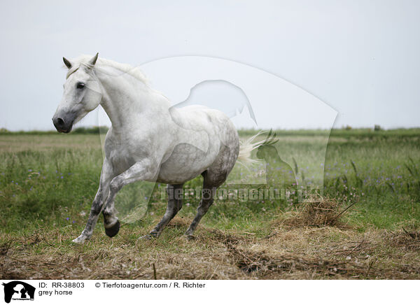 Schimmel / grey horse / RR-38803